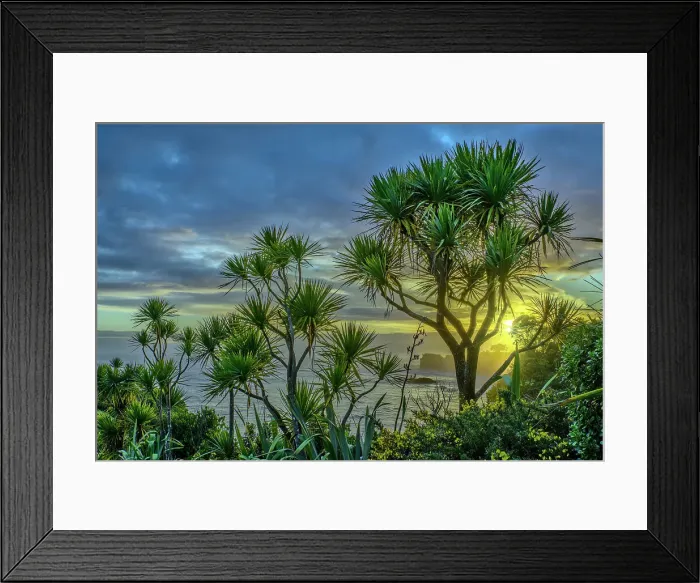 Framed Print : New Zealand, South Island, West Coast, Westport, Cape Foulwind, New Zealand cabbage tree, Cordyline australis Framed Print : New Zealand, South Island, West Coast, Westport, Cape Foulwind, New Zealand cabbage tree, Cordyline australis