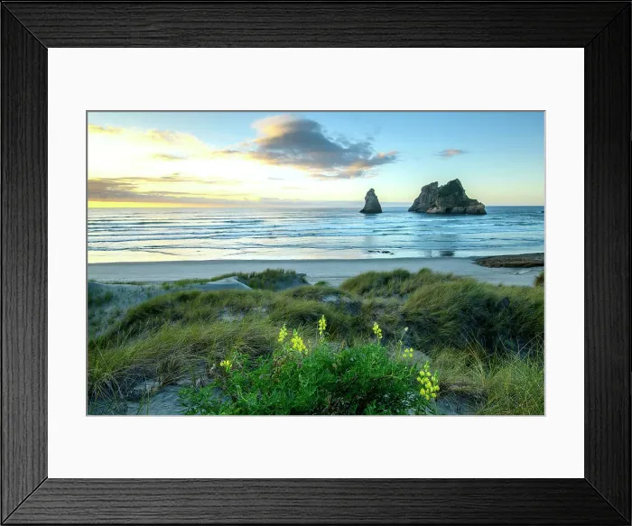 Framed Print : New Zealand, South Island, Farwell Spit, Wharariki Beach, Yellow lupin, Lupinus luteus Framed Print : New Zealand, South Island, Farwell Spit, Wharariki Beach, Yellow lupin, Lupinus luteus