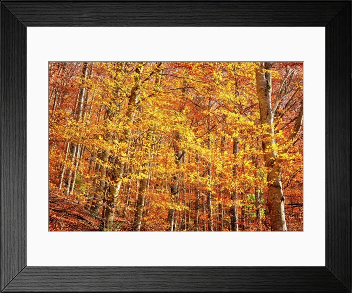 Framed Print : Beech trees (Fagus sylvatica) forest of S£o Lourenco in the Autumn. Manteigas, Serra da Estrela Nature Park. Portugal Framed Print : Beech trees (Fagus sylvatica) forest of S£o Lourenco in the Autumn. Manteigas, Serra da Estrela Nature Park. Portugal
