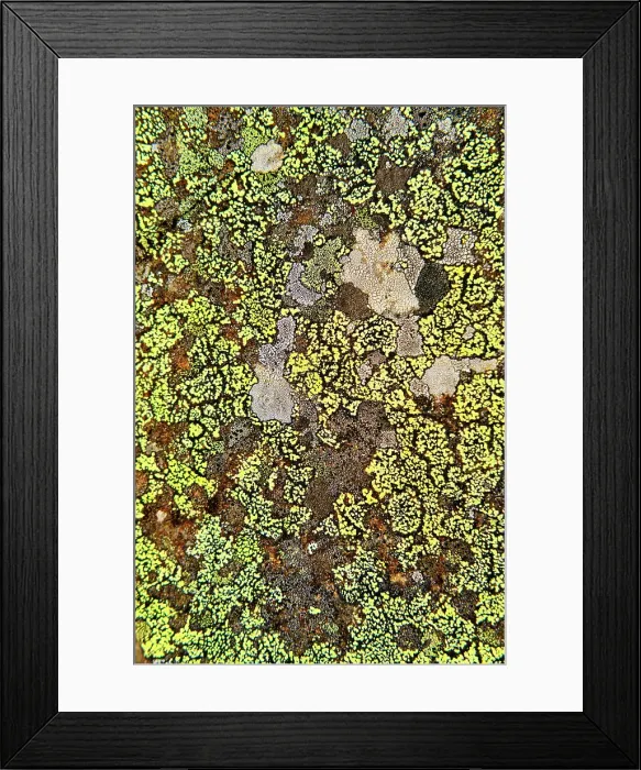 Framed Print : Lichens on a roch. Forest of S£o Lourenco in the Autumn. Manteigas, Serra da Estrela Nature Park. Portugal Framed Print : Lichens on a roch. Forest of S£o Lourenco in the Autumn. Manteigas, Serra da Estrela Nature Park. Portugal