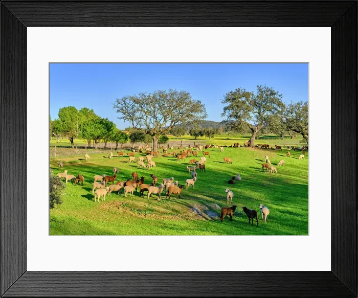 Framed Print : A flock of sheep near Portalegre. Alentejo, Portugal Framed Print : A flock of sheep near Portalegre. Alentejo, Portugal