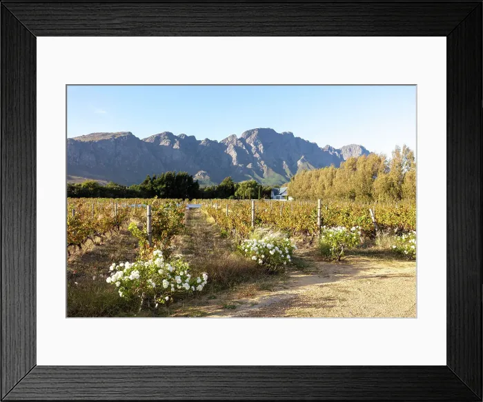 Framed Print : Aubergre Clermont wine estate, Franschhoek, Western Cape, South Africa Framed Print : Aubergre Clermont wine estate, Franschhoek, Western Cape, South Africa