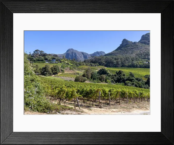 Framed Print : Constantia Wine estate, Cape Town, Western Cape, South Africa Framed Print : Constantia Wine estate, Cape Town, Western Cape, South Africa