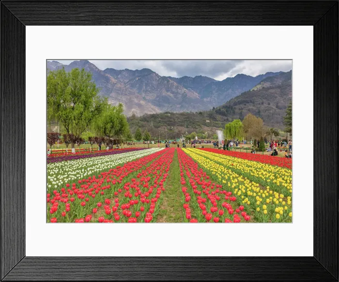 Framed Print : Indira Gandhi Memorial Tulip garden, Srinagar, Kashmir, India Framed Print : Indira Gandhi Memorial Tulip garden, Srinagar, Kashmir, India