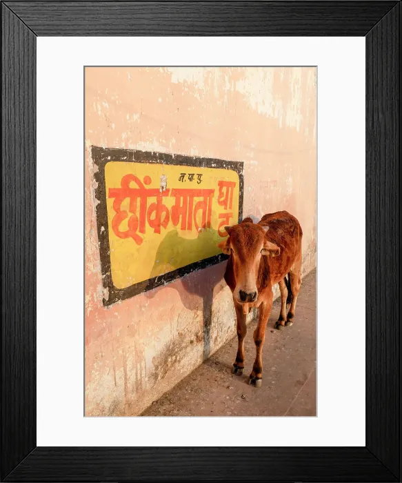 Framed Print : Cow at Pushkar Lake, Pushkar, Rajasthan, India, South Asia