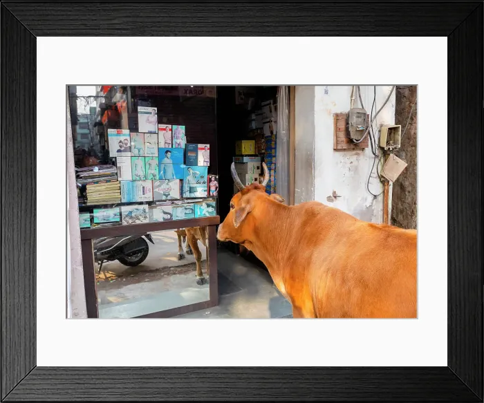 Framed Print : Cow Shopping, Jaipur, Rajasthan, India, South Asia Framed Print : Cow Shopping, Jaipur, Rajasthan, India, South Asia
