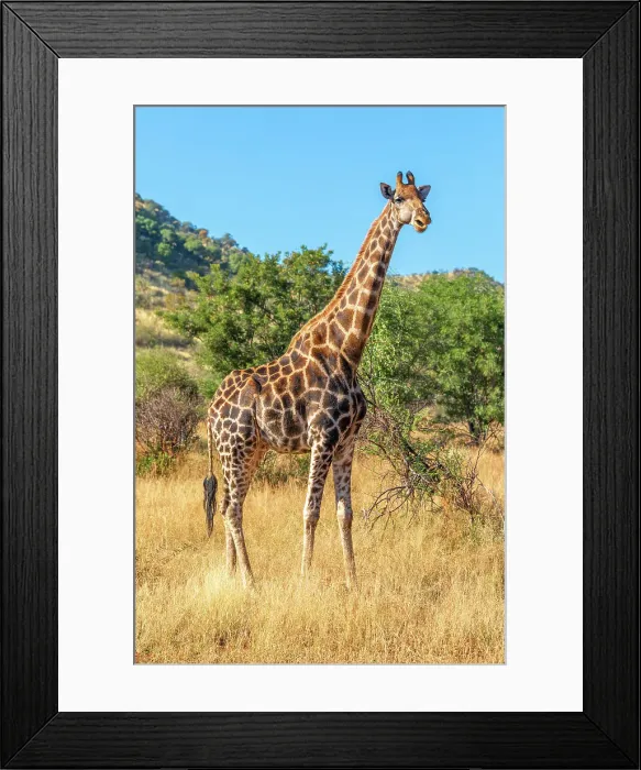 Framed Print : A Giraffe at Pilanesberg National Park, North West Province, South Africa Framed Print : A Giraffe at Pilanesberg National Park, North West Province, South Africa