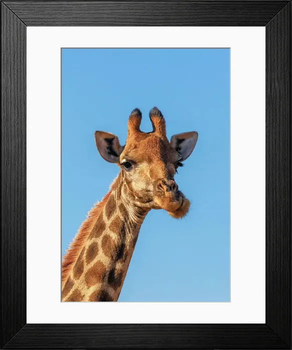 Framed Print : A Giraffe at Pilanesberg National Park, North West Province, South Africa