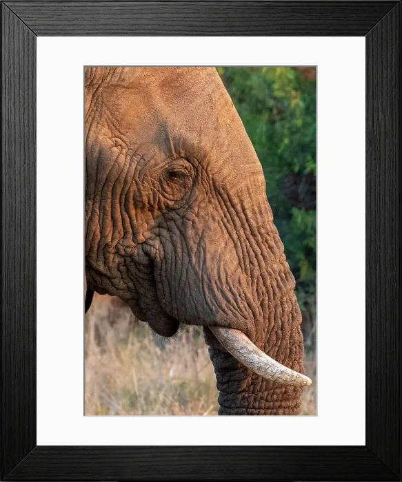 Framed Print : An Elephant at Pilanesberg National Park, North West Province, South Africa Framed Print : An Elephant at Pilanesberg National Park, North West Province, South Africa