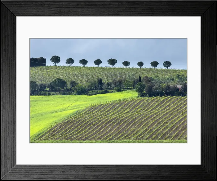 Framed Print : Vineyards and pine trees near Torrenieri, Siena, Tuscany Framed Print : Vineyards and pine trees near Torrenieri, Siena, Tuscany