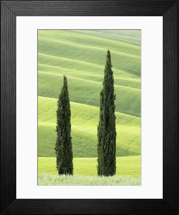 Framed Print : Cypress Trees near Asciano, Le Crete Senesi, Provincia di Siena, Tuscany, Italy Framed Print : Cypress Trees near Asciano, Le Crete Senesi, Provincia di Siena, Tuscany, Italy