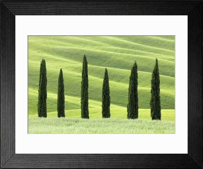 Framed Print : Cypress Trees near Asciano, Le Crete Senesi, Provincia di Siena, Tuscany, Italy Framed Print : Cypress Trees near Asciano, Le Crete Senesi, Provincia di Siena, Tuscany, Italy