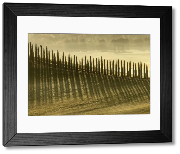 Framed Print : Cypress TRees of Viale di cipressi near Bagno Vignoni, Val D'Orcia, Tuscany, Italy Framed Print : Cypress TRees of Viale di cipressi near Bagno Vignoni, Val D'Orcia, Tuscany, Italy