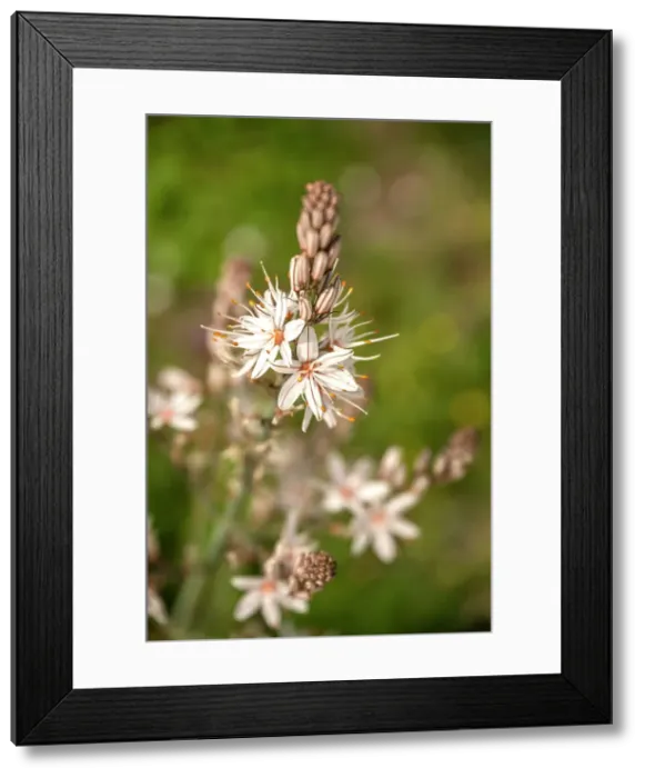 Framed Print : Europe, Italy, Sicily. White asphodel Framed Print : Europe, Italy, Sicily. White asphodel