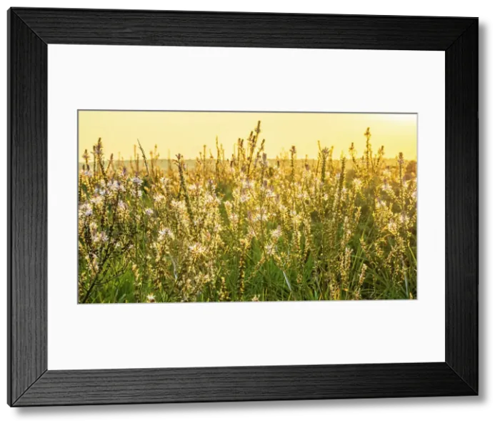 Framed Print : Europe, Italy, Sicily. The nature reserve of Vendicari