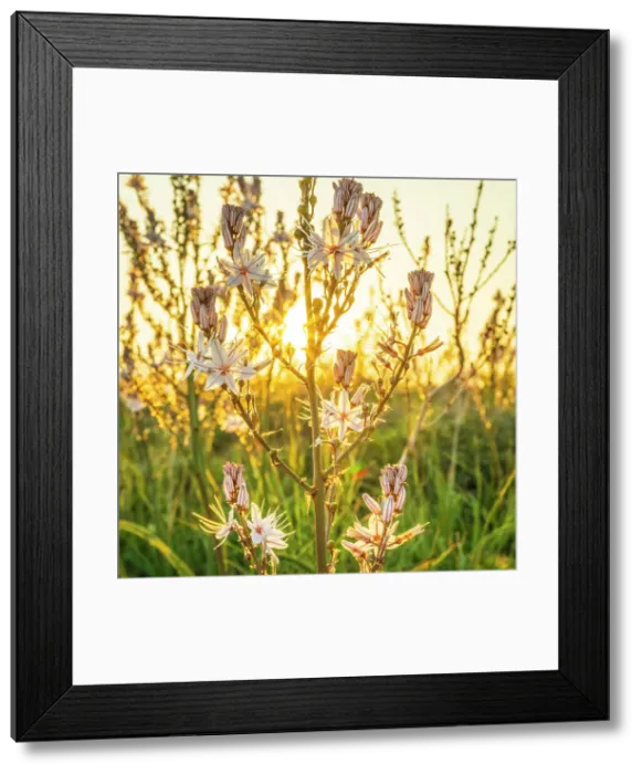 Framed Print : Europe, Italy, Sicily. The nature reserve of Vendicari