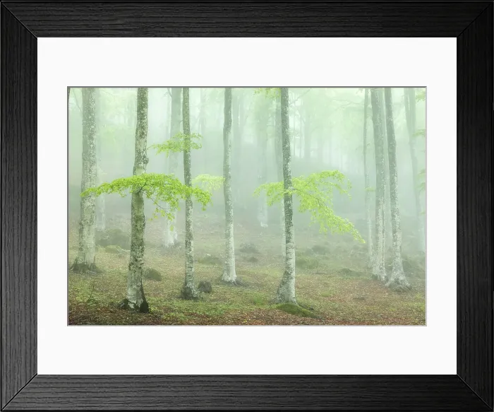 Framed Print : Misty springtime beech forest on the slopes of Mont Amiata, Tuscany, Italy Framed Print : Misty springtime beech forest on the slopes of Mont Amiata, Tuscany, Italy