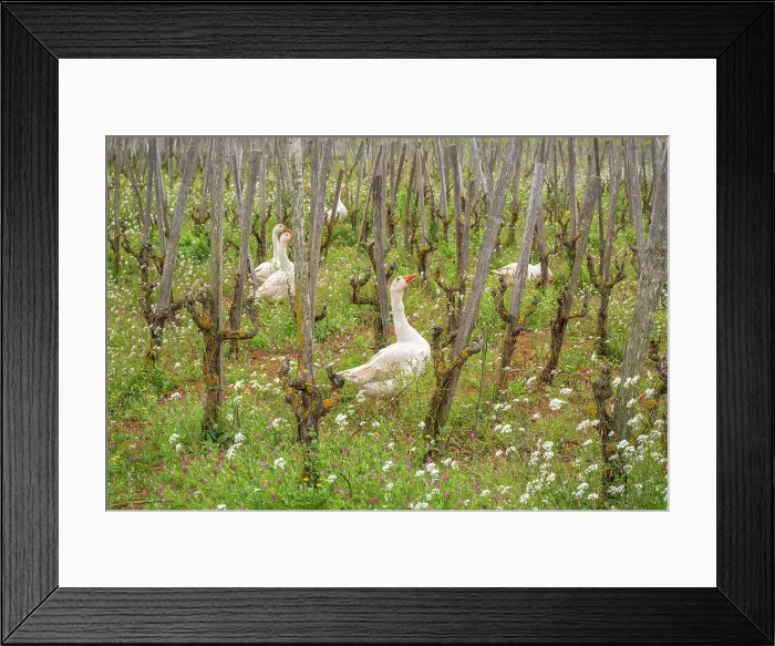 Framed Print : Europe, Italy, Sicily, Caltagirone. Goose in the vineyard Framed Print : Europe, Italy, Sicily, Caltagirone. Goose in the vineyard