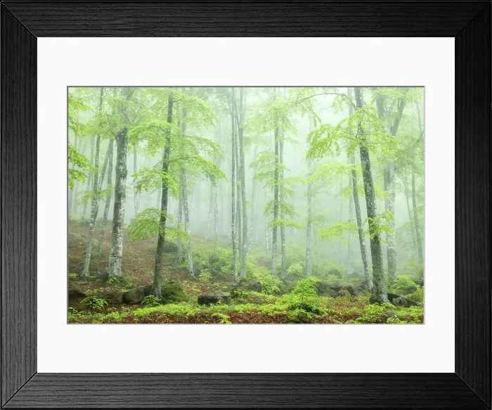 Framed Print : Misty springtime beech forest on the slopes of Mont Amiata, Tuscany, Italy Framed Print : Misty springtime beech forest on the slopes of Mont Amiata, Tuscany, Italy