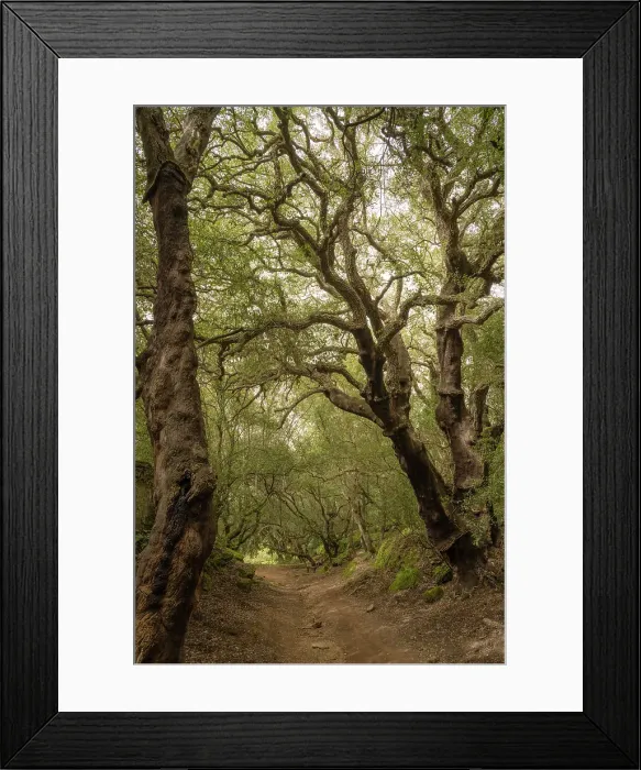 Framed Print : Europe, Italy, Sicily, Caltagirone. Footpath through a forest of cork oaks in the Bosco di Santo Pietro
