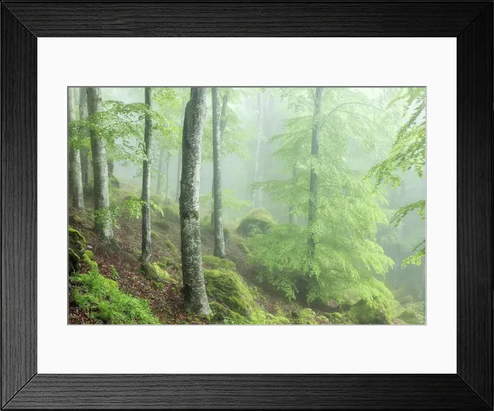 Framed Print : Misty springtime beech forest on the slopes of Mont Amiata, Tuscany, Italy Framed Print : Misty springtime beech forest on the slopes of Mont Amiata, Tuscany, Italy