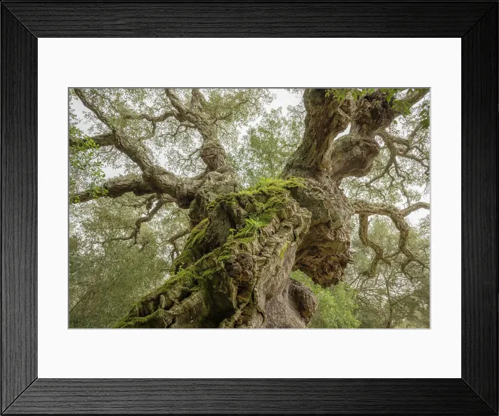 Framed Print : Europe, Italy, Sicily, Caltagirone. Cork oak in the Bosco di Santo Pietro Framed Print : Europe, Italy, Sicily, Caltagirone. Cork oak in the Bosco di Santo Pietro