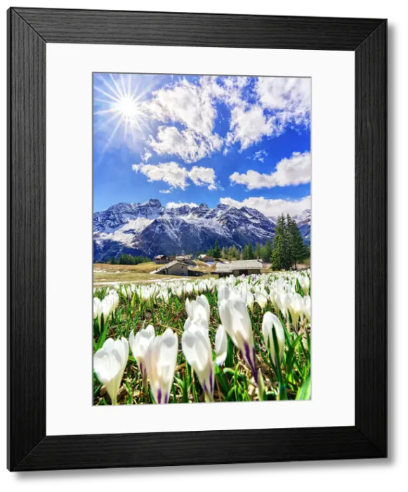 Framed Print : Sun shining bright over alpine meadows covered with crocus in bloom, Valmalenco, Sondrio province, Valtellina, Lombardy, Italy Framed Print : Sun shining bright over alpine meadows covered with crocus in bloom, Valmalenco, Sondrio province, Valtellina, Lombardy, Italy