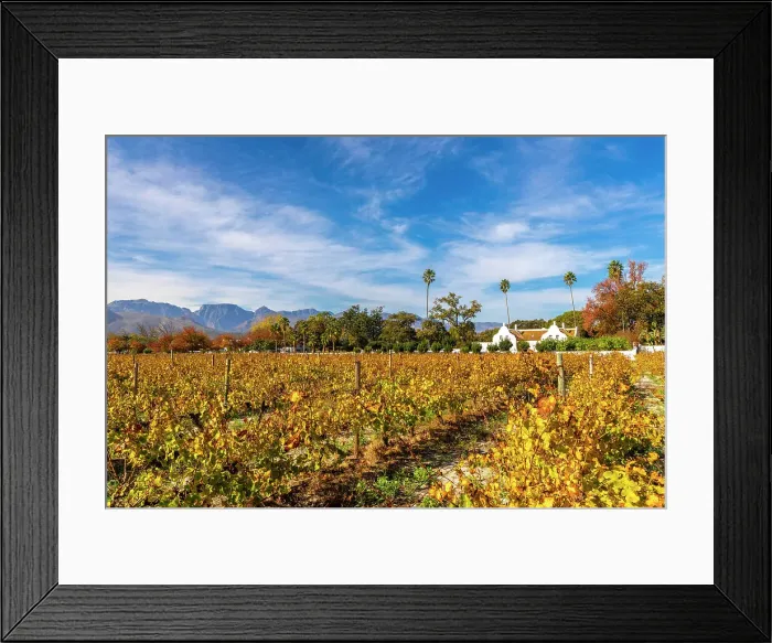 Framed Print : Autumnal Colours at Allee Bleue Vineyard, Franschhoek, Western Cape Province, South Africa