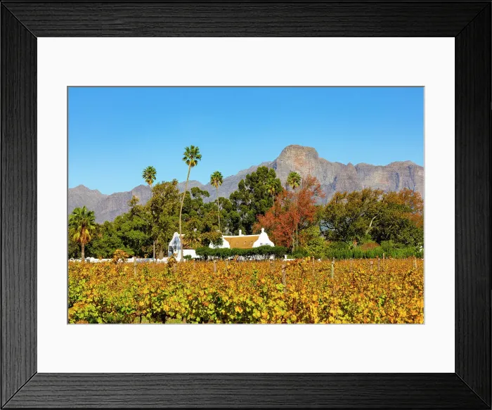 Framed Print : Autumnal Colours at Allee Bleue Vineyard, Franschhoek, Western Cape Province, South Africa