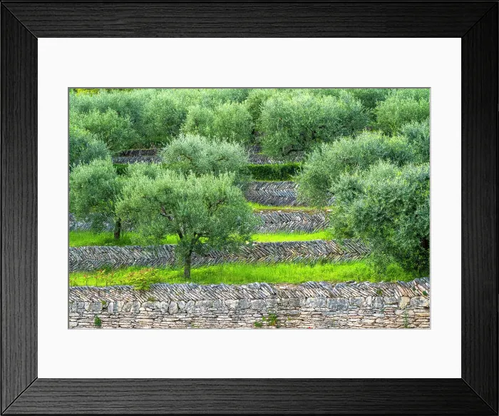 Framed Print : Europe, Italy, Veneto. beautiful dry stone walls with olive groves in the Valpolicella Framed Print : Europe, Italy, Veneto. beautiful dry stone walls with olive groves in the Valpolicella