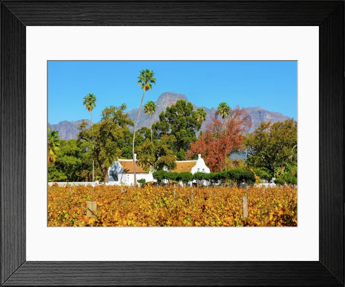 Framed Print : Autumnal Colours at Allee Bleue Vineyard, Franschhoek, Western Cape Province, South Africa Framed Print : Autumnal Colours at Allee Bleue Vineyard, Franschhoek, Western Cape Province, South Africa