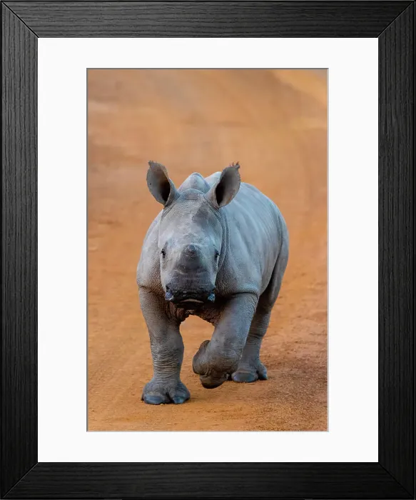 Framed Print : Young Black Rhino at Pilanesberg National Park, North West Province, South Africa Framed Print : Young Black Rhino at Pilanesberg National Park, North West Province, South Africa