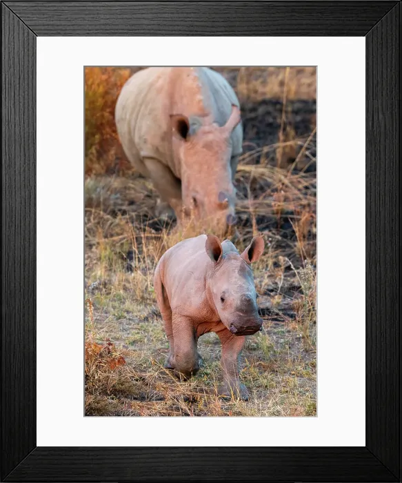 Framed Print : Young Black Rhino and Mother at Pilanesberg National Park, North West Province, South Africa Framed Print : Young Black Rhino and Mother at Pilanesberg National Park, North West Province, South Africa