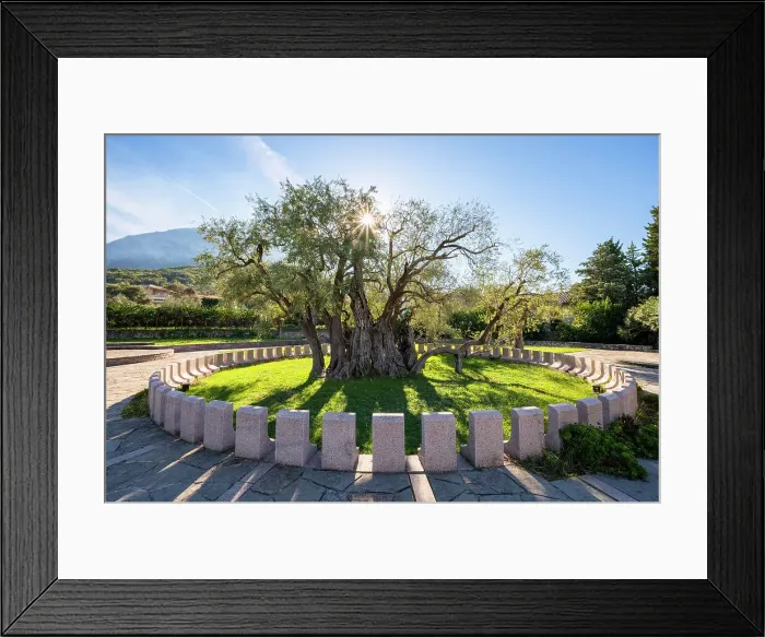 Framed Print : Old Olive Tree, Bar old Town, Montengro Framed Print : Old Olive Tree, Bar old Town, Montengro