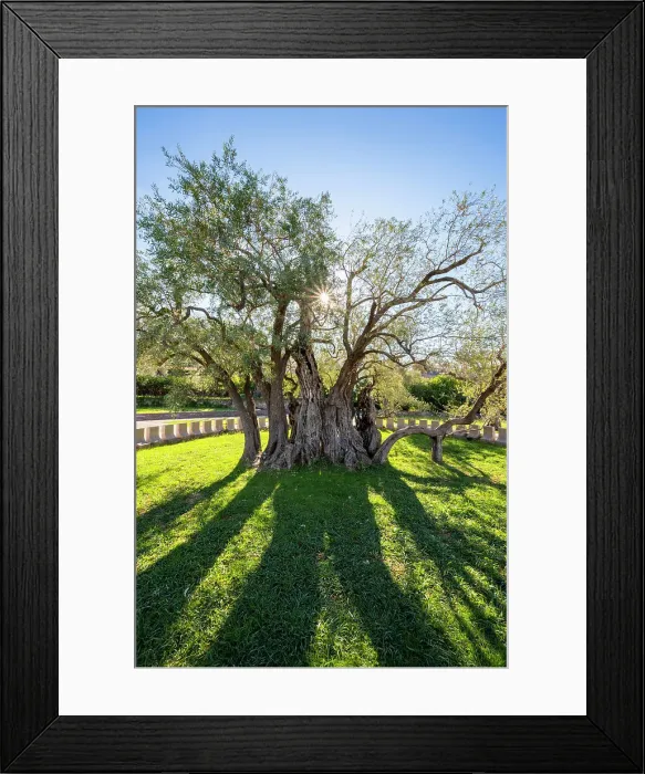Framed Print : Old Olive Tree, Bar old Town, Montengro Framed Print : Old Olive Tree, Bar old Town, Montengro