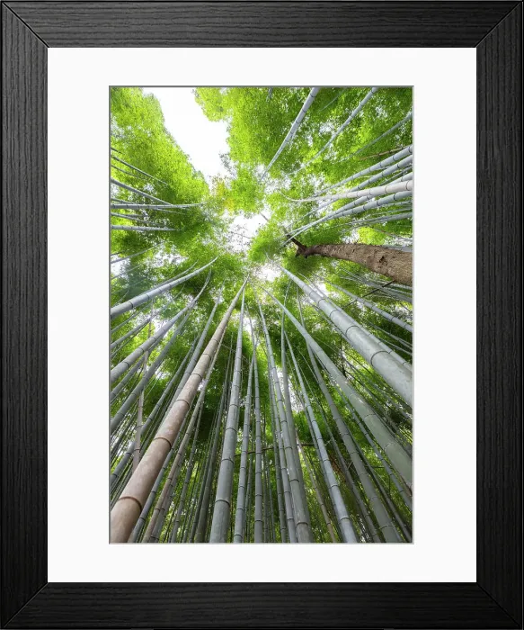 Framed Print : Bamboo trees at Arashiyama Bamboo Grove, Kyoto, Japan