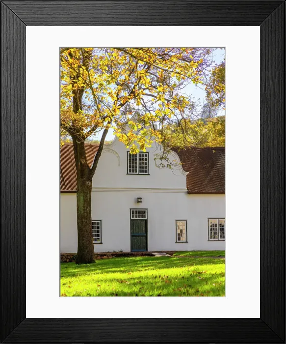 Framed Print : Autumn Colours at Rustenberg Vineyard, Stellenbosch, Western Cape Province, South Africa Framed Print : Autumn Colours at Rustenberg Vineyard, Stellenbosch, Western Cape Province, South Africa