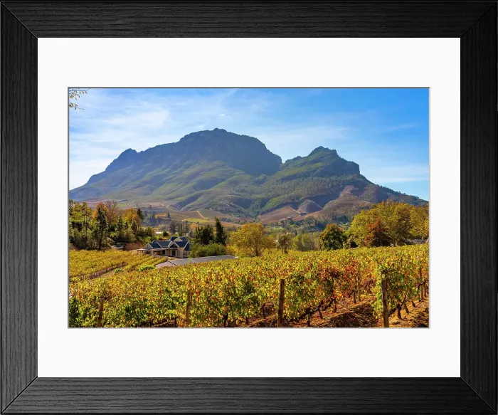 Framed Print : Autumnal Colours on Vineyard, Stellenbosch, Western Cape Province, South Africa Framed Print : Autumnal Colours on Vineyard, Stellenbosch, Western Cape Province, South Africa