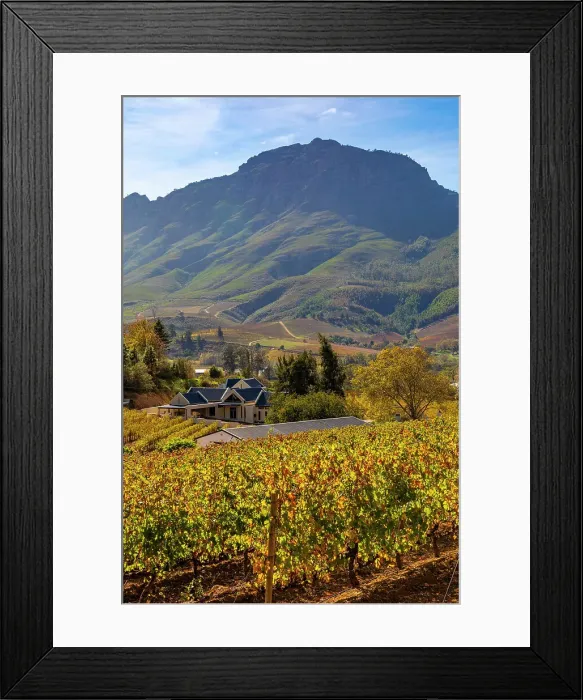 Framed Print : Autumnal Colours on Vineyard, Stellenbosch, Western Cape Province, South Africa