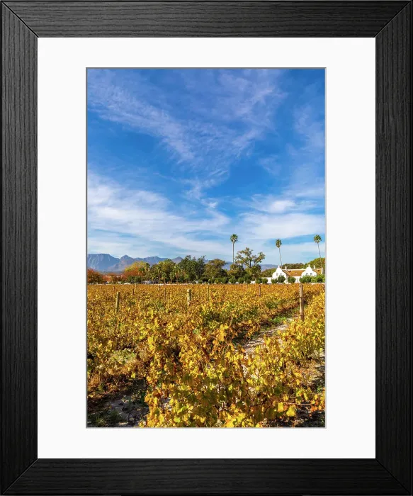 Framed Print : Autumnal Colours at Allee Bleue Vineyard, Franschhoek, Western Cape Province, South Africa Framed Print : Autumnal Colours at Allee Bleue Vineyard, Franschhoek, Western Cape Province, South Africa