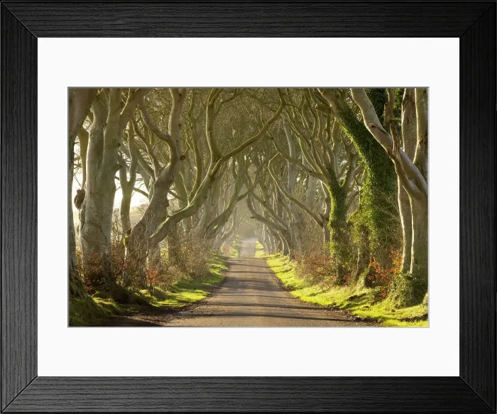 Framed Print : The famous avenue of beech trees, The Dark Hedges, near Stranocum, County Antrim, Northern Ireland. Spring (March) 2024 Framed Print : The famous avenue of beech trees, The Dark Hedges, near Stranocum, County Antrim, Northern Ireland. Spring (March) 2024