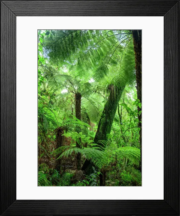 Framed Print : New Zealand, North Island, Tongariro National Park, Lake Rotopounamu track, Tree fern Framed Print : New Zealand, North Island, Tongariro National Park, Lake Rotopounamu track, Tree fern