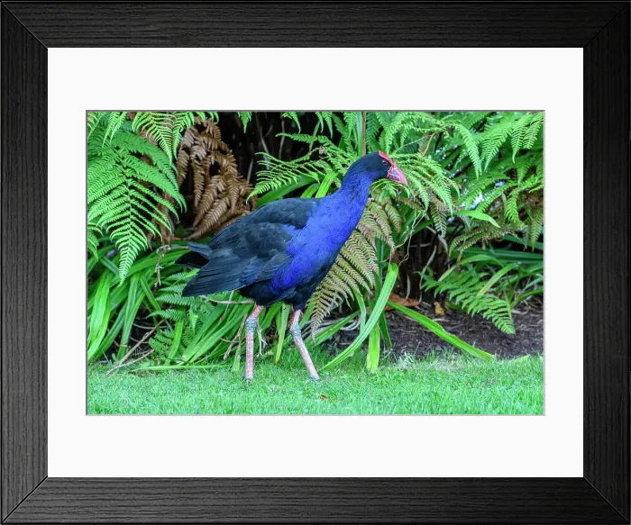 Framed Print : New Zealand; North Island; Rotorua; Australasian swamphen; Porphyrio melanotus; Pukeko Framed Print : New Zealand; North Island; Rotorua; Australasian swamphen; Porphyrio melanotus; Pukeko