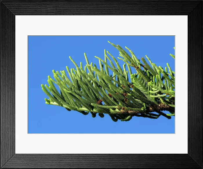 Framed Print : New Zealand, North Island, Bay of Islands, Russel, Matauwhi bay, Araucaria heterophylla, Norfolk Island pine Framed Print : New Zealand, North Island, Bay of Islands, Russel, Matauwhi bay, Araucaria heterophylla, Norfolk Island pine