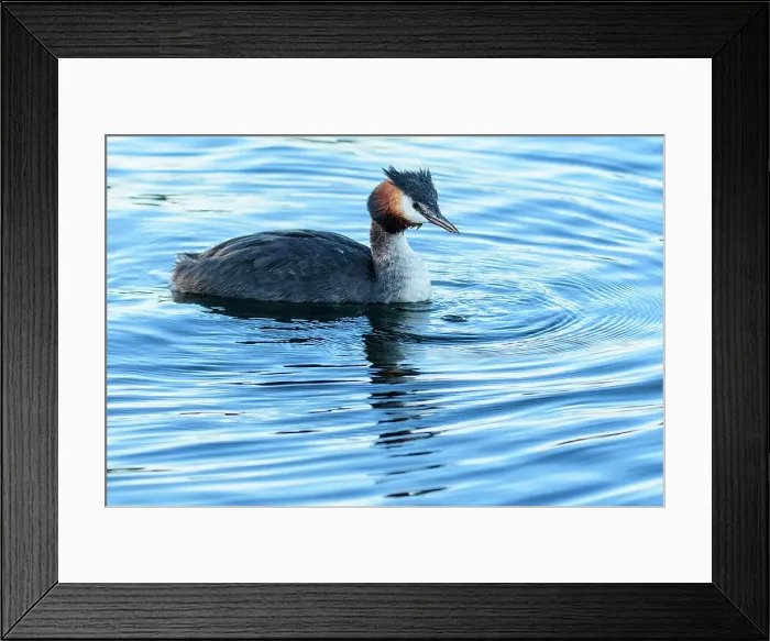Framed Print : New Zealand, South Island, Wanaka, Australasian crested grebe, Pūteketeke, Podiceps cristatus Framed Print : New Zealand, South Island, Wanaka, Australasian crested grebe, Pūteketeke, Podiceps cristatus