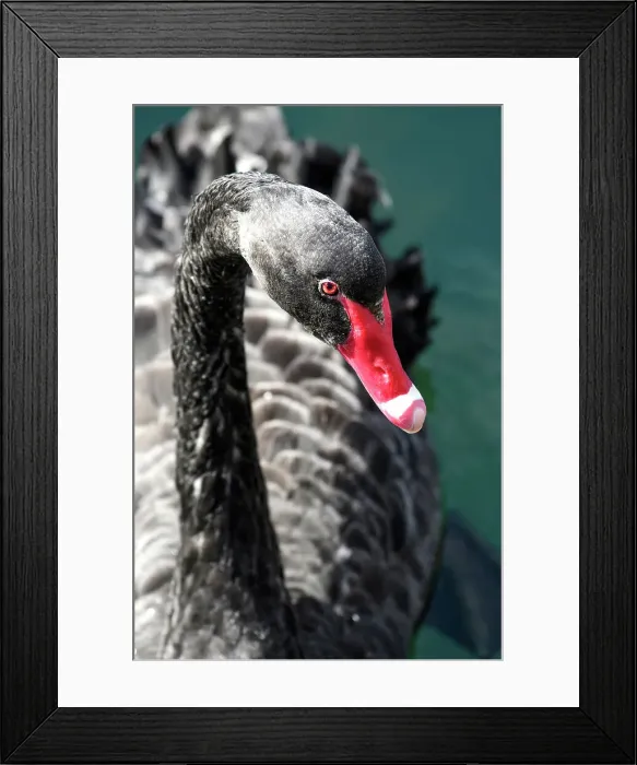 Framed Print : New Zealand; South Island, South Island, black swan, Cygnus atratus
