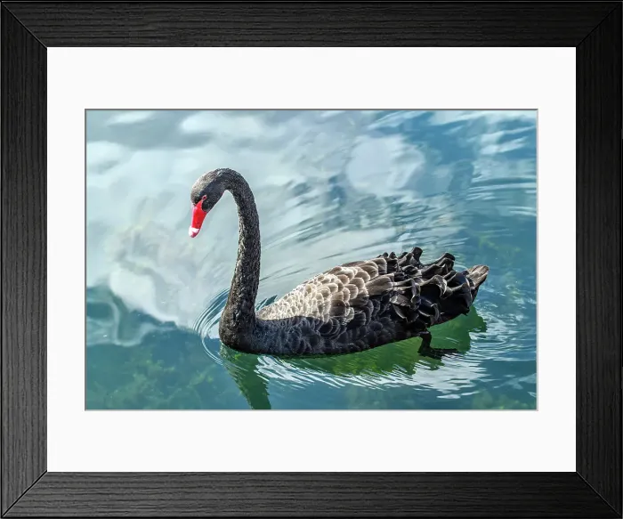 Framed Print : New Zealand; South Island, South Island, black swan, Cygnus atratus Framed Print : New Zealand; South Island, South Island, black swan, Cygnus atratus