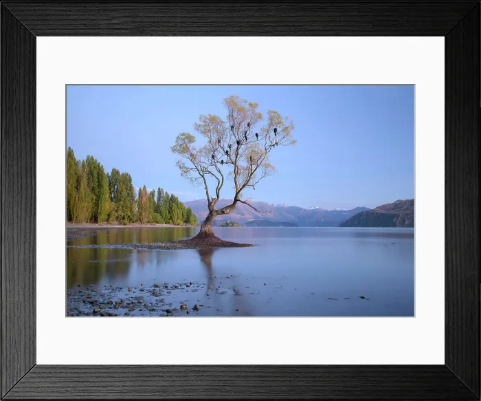 Framed Print : New Zealand, South Island, Otago, Wanaka Tree