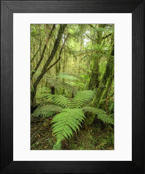 Framed Print : New Zealand, South Island, West Coast, Haast, Ship Creek, Swamp Forest Walk Framed Print : New Zealand, South Island, West Coast, Haast, Ship Creek, Swamp Forest Walk