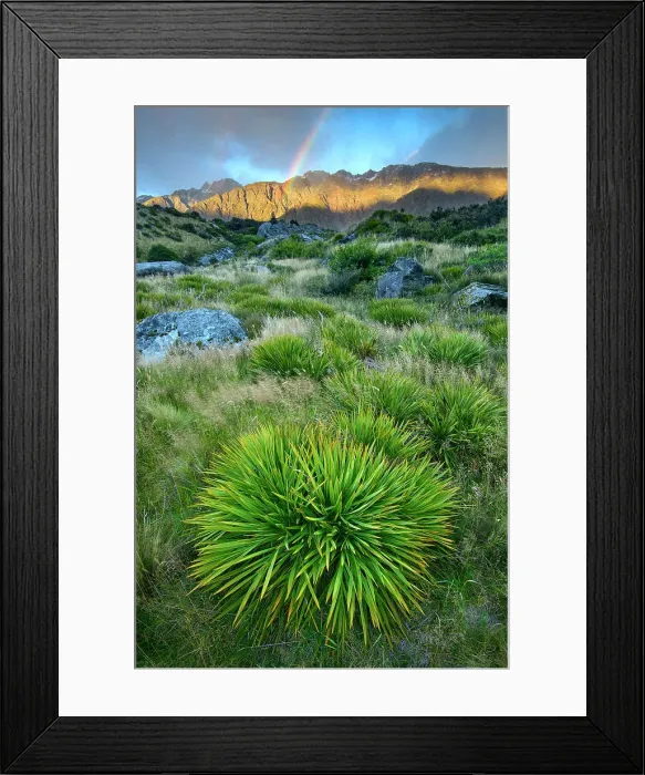 Framed Print : New Zealand, South Island, Southern Alps, Mount Cook National Park, Aoraki, Hooker valley srainbow, Aciphylla aurea Aciphylla aurea, known as taramea in Māori and golden speargrass